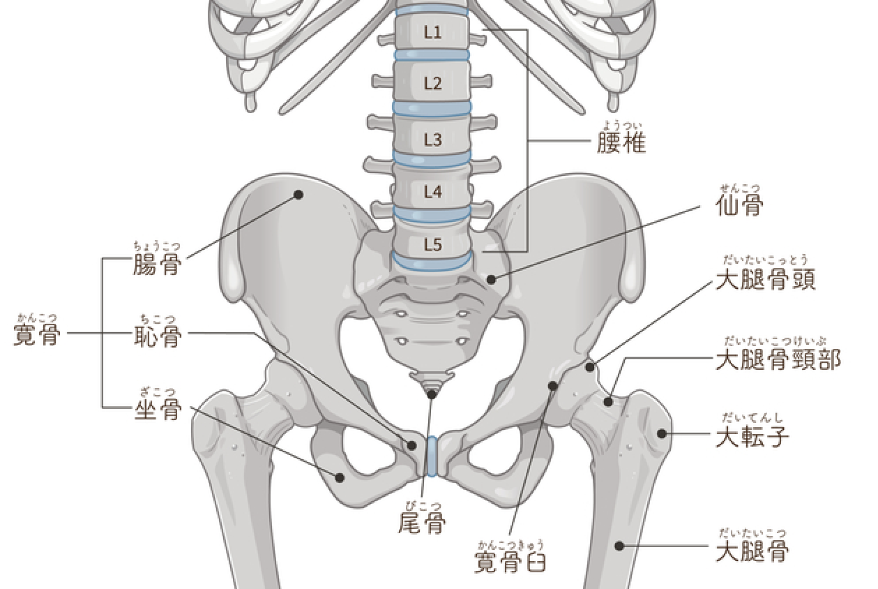 交通事故による恥骨骨折|後遺症や慰謝料について解説 2 恥骨の説明