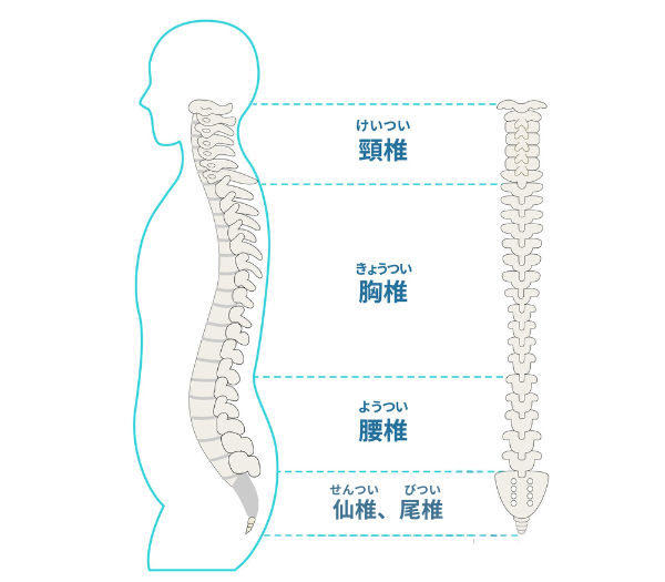 交通事故で車椅子生活になった場合の慰謝料の計算 12 背骨の説明